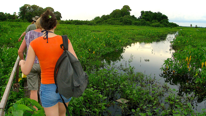 Trilha no pantanal